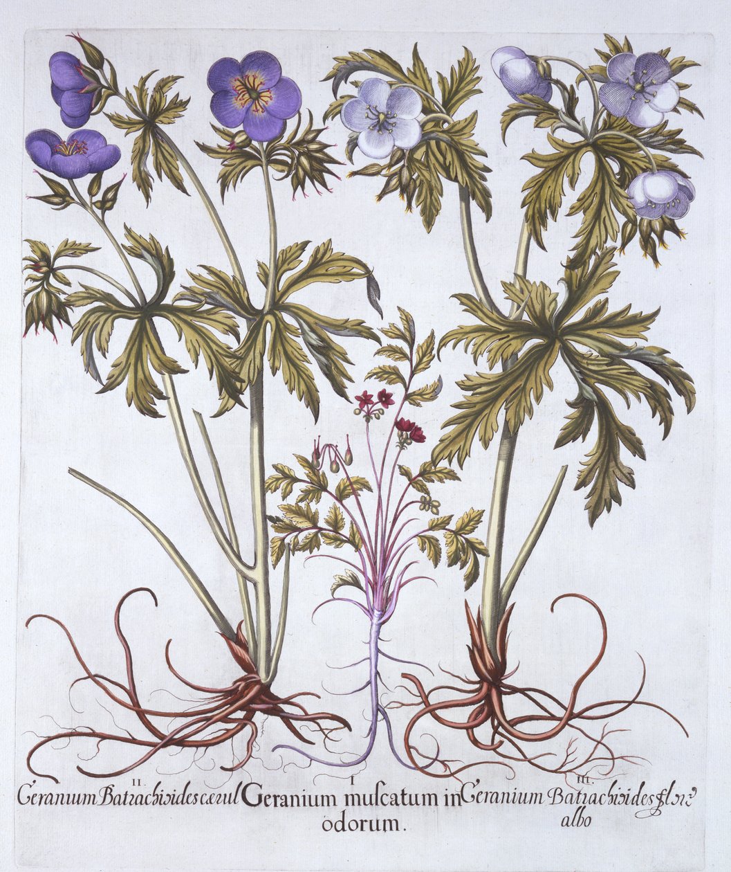 Variações de gerânio, de Hortus Eystettensis, por Basil Besler (1561-1629), pub. 1613 (gravura colorida à mão) de German School