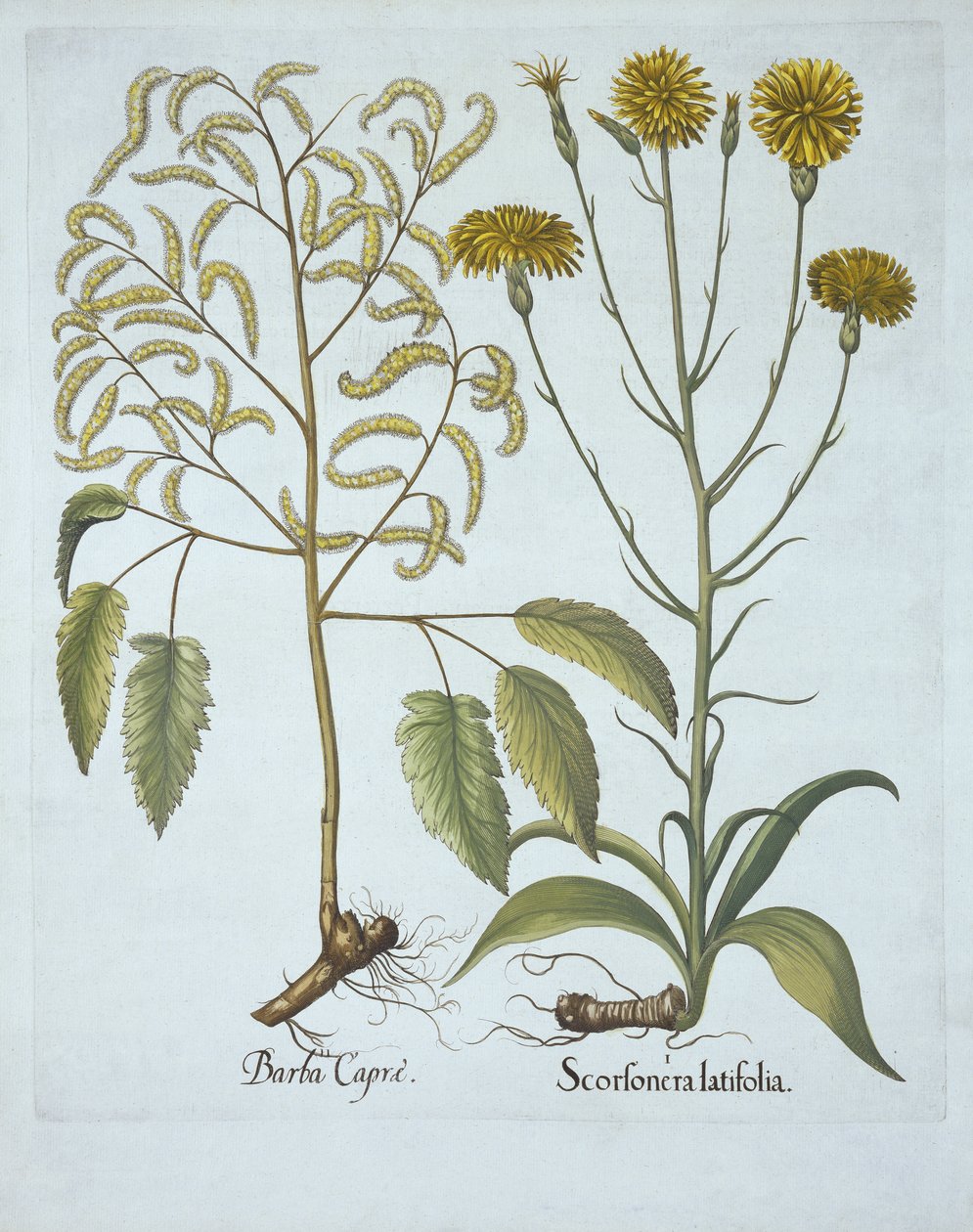 Vipers Grass and Goats Beard, de Hortus Eystettensis, de Basil Besler (1561-1629), pub. 1613 (gravura colorida à mão) de German School