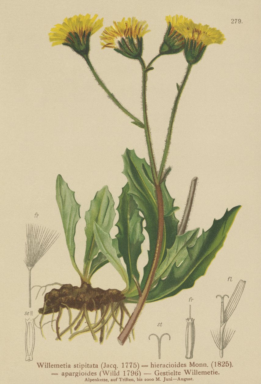 Willemetia (Willemetia stipitata, Willemetia hieracioides, Willemetia apargioides) de German School