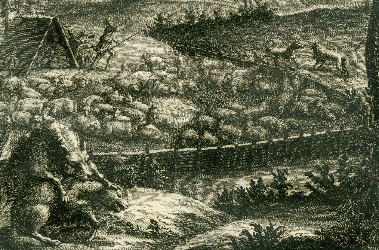 Lobo atacando uma ovelha, 1731 (gravura em chapa de cobre) (detalhe de 398066) de German School