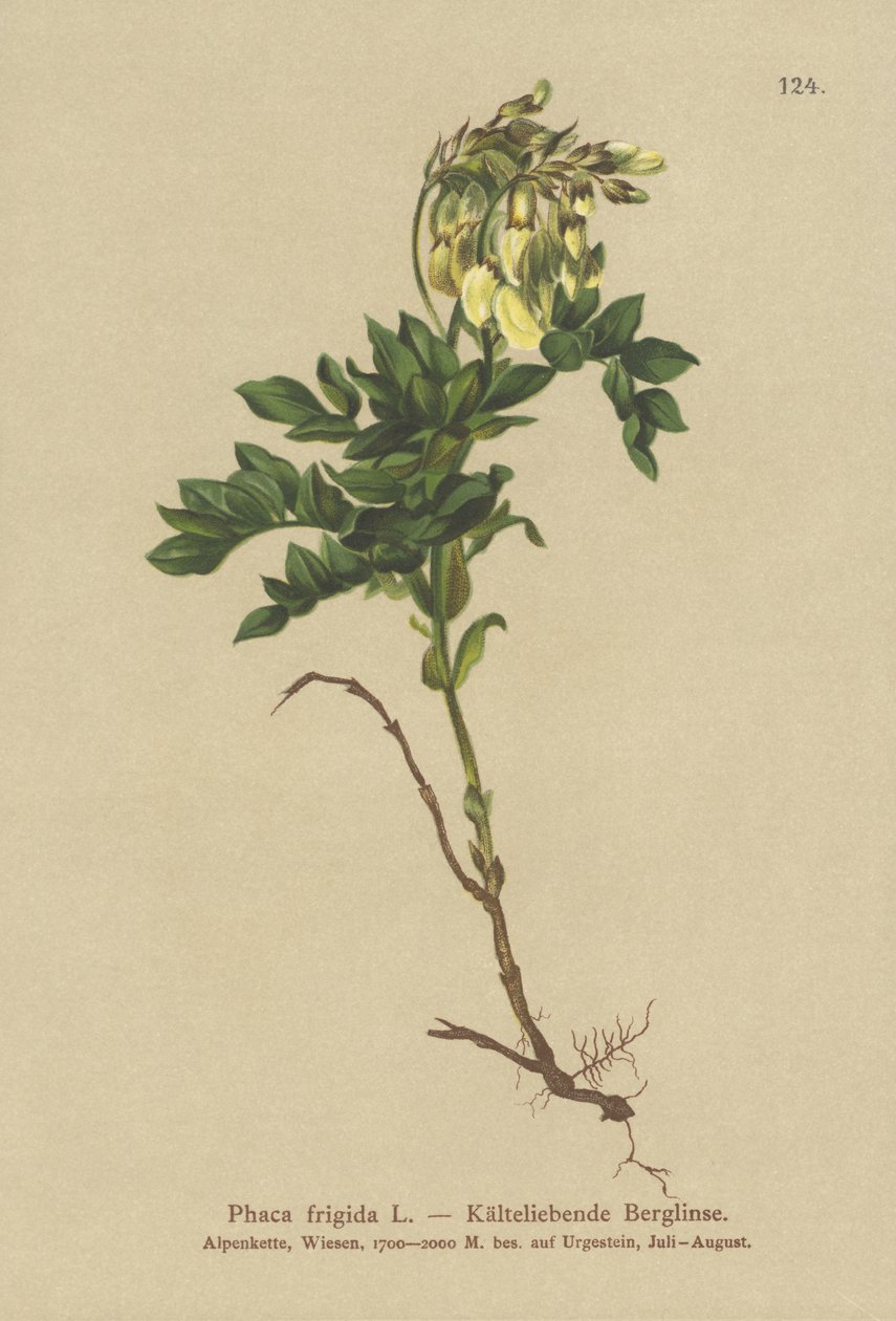 milkvetch amarelo alpina (Sheld frio, frio do astrágalo, Sheld ochreata, tragacanto frio) de German School