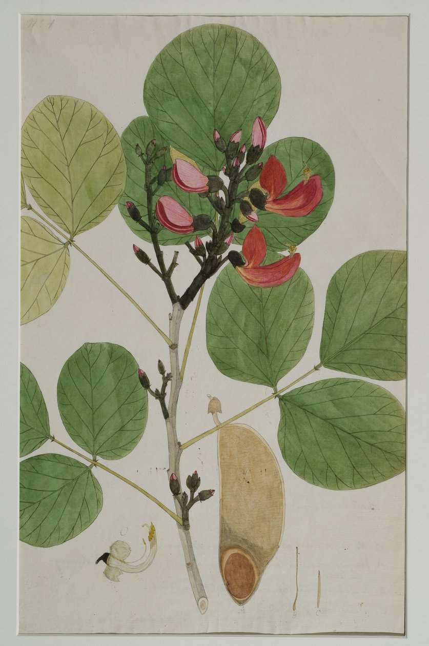 Butea monosperma (Lam.), Também chamada de Chama da Floresta, 1787 (wc no papel) de Indian School