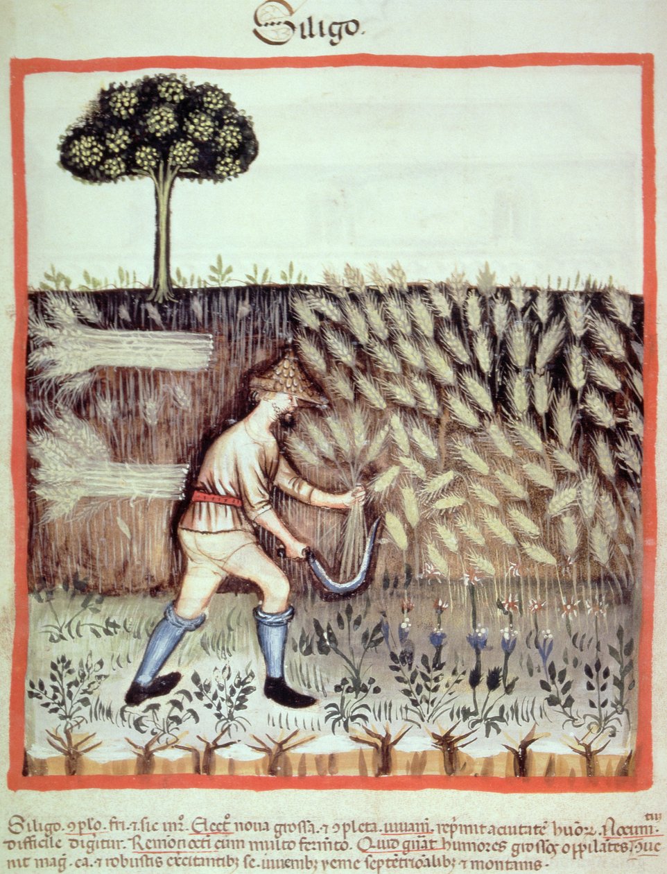 Fol.46v Recolhendo o Grão de Inverno, ilustração de Tacuinum Santiatis Codex Vindobonensis de Italian School