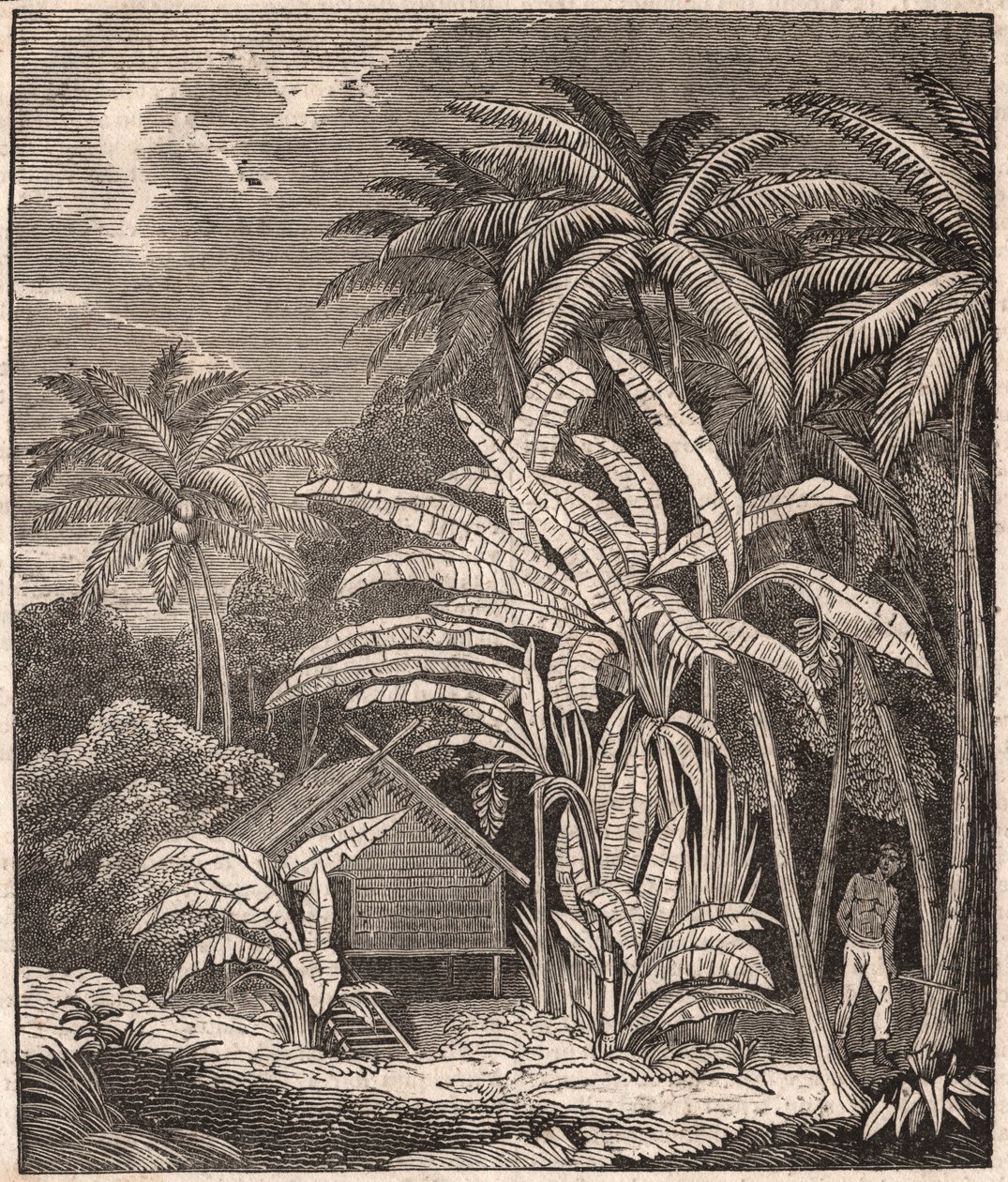 Vista de uma floresta tropical com bananeiras, cabanas e habitantes de Unknown