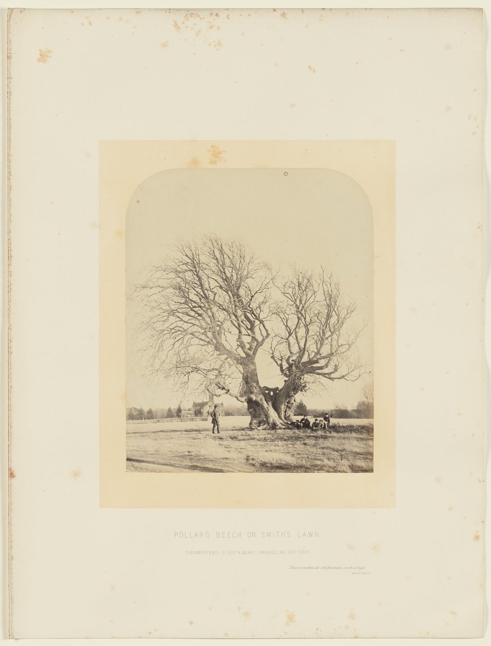 Faia de Pollard no relvado de Smith de 14th Earl of Caithness James Sinclair