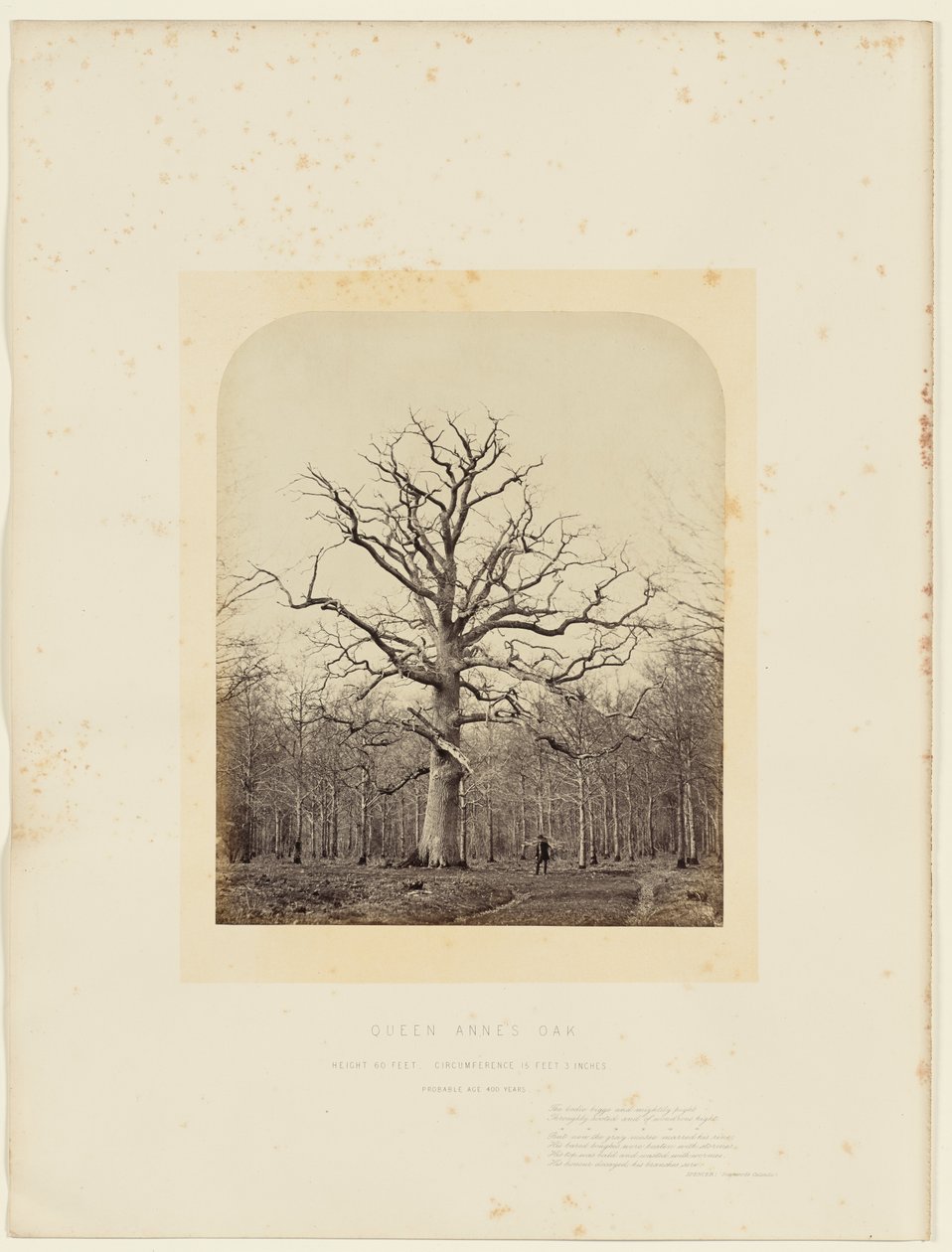 Carvalho da Rainha Ana de 14th Earl of Caithness James Sinclair
