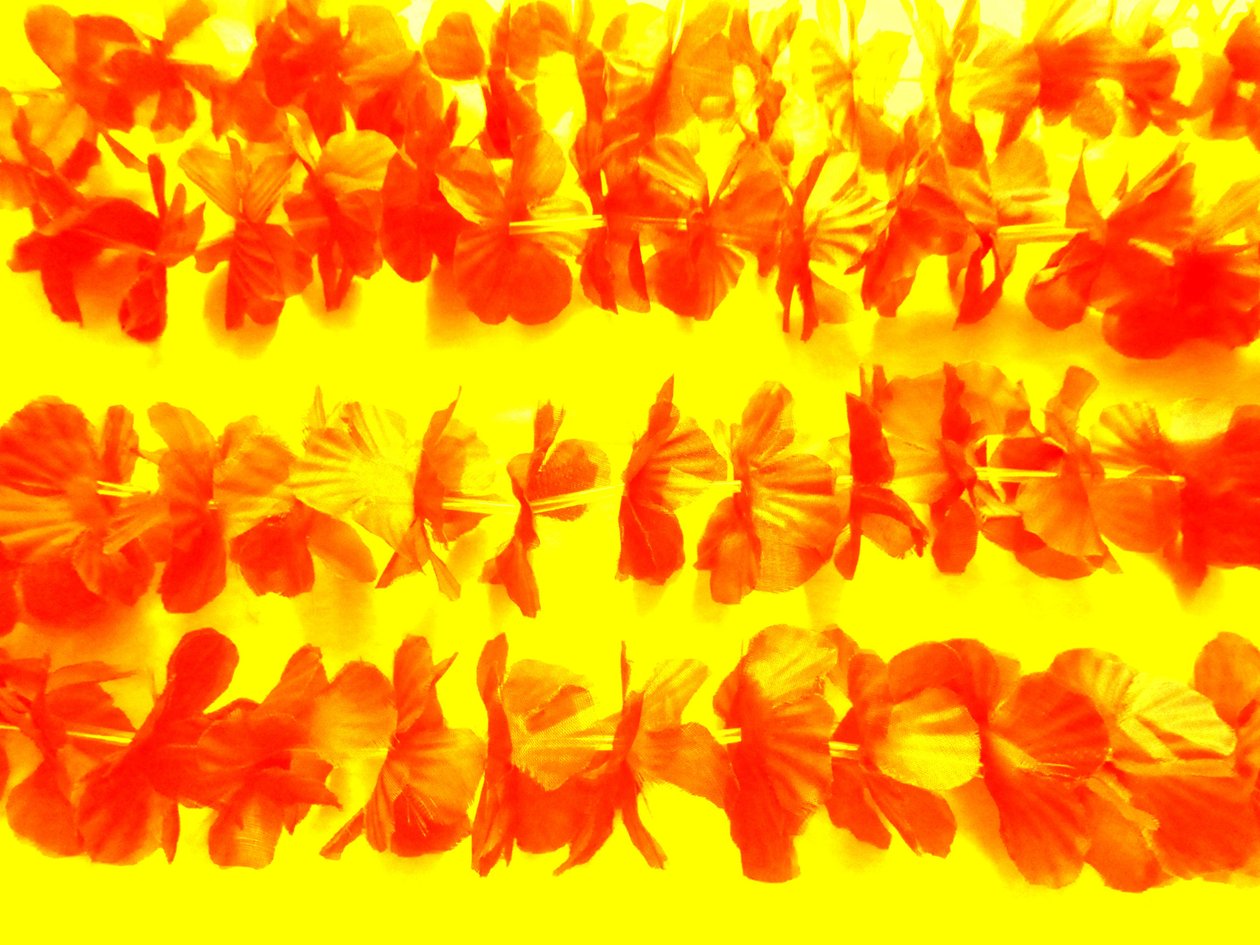 Flores de Martina Konitzky