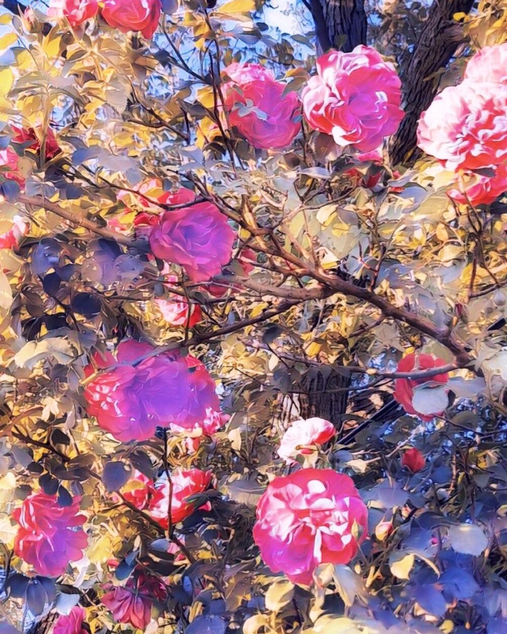 Rosas para a Virgem Maria. de Margareta Uliarte