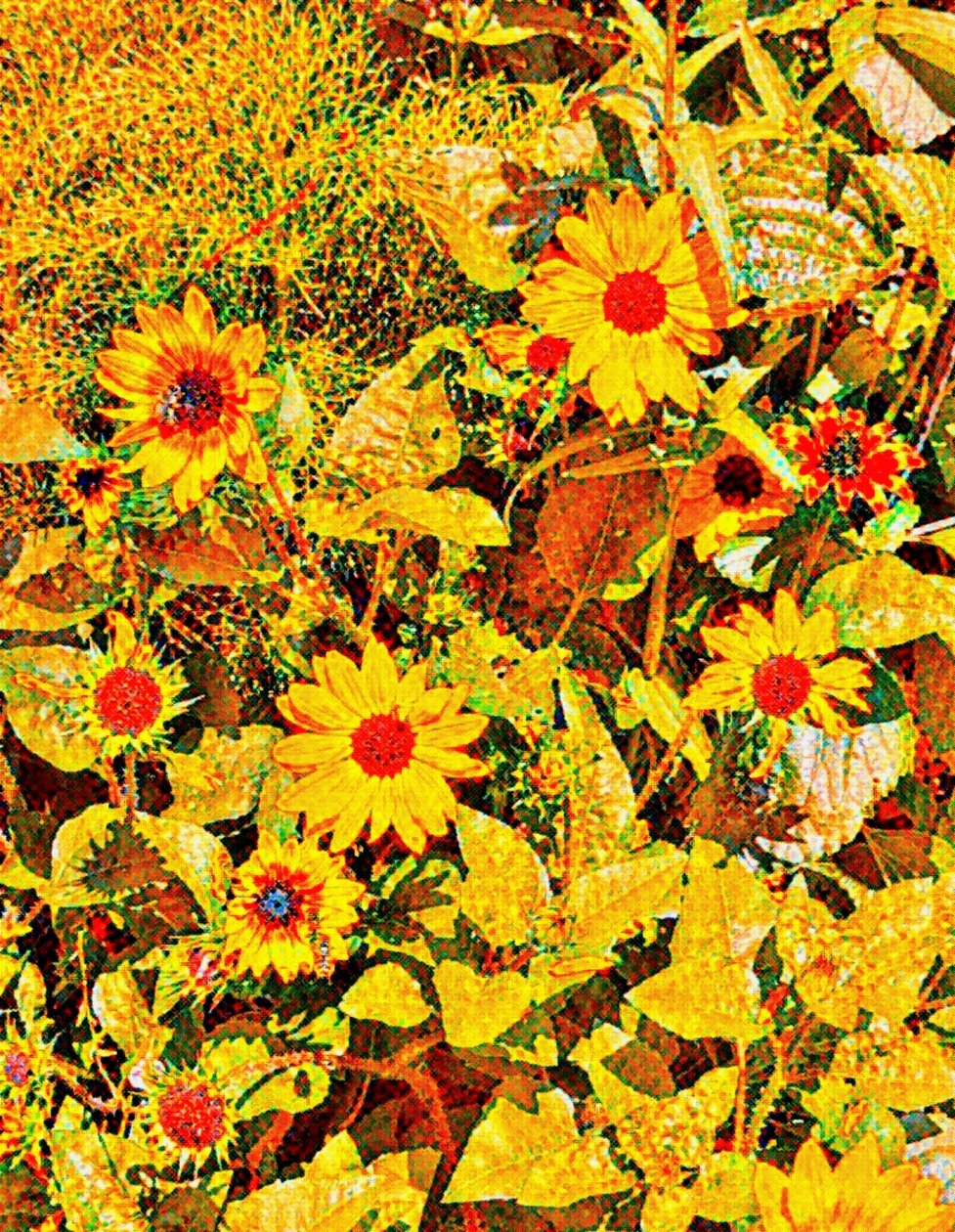 Girassóis para Van Gogh. de Margareta Uliarte