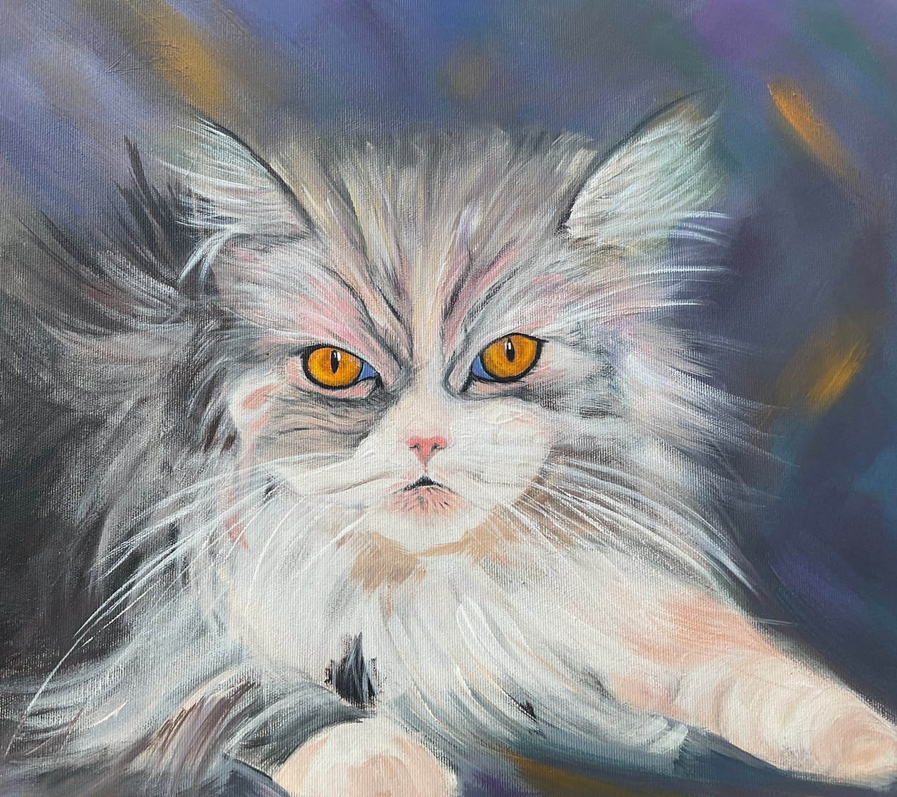 Gato do Maine-Coon de H.Opitz