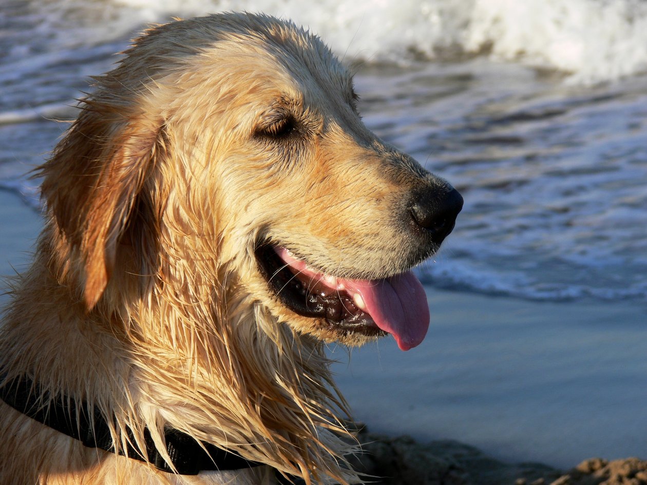 Golden Retriever de Monika Wittrich