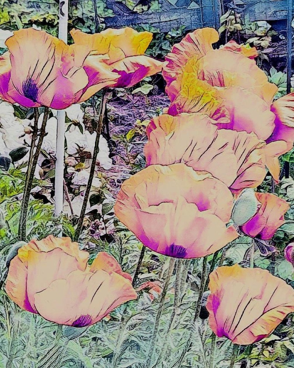 Papoilas. de Margareta Uliarte
