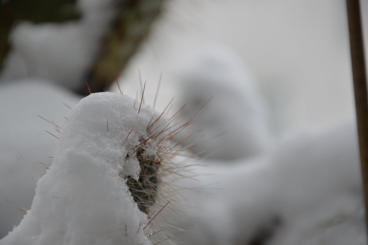 Cactos no inverno de Detlef Georgi
