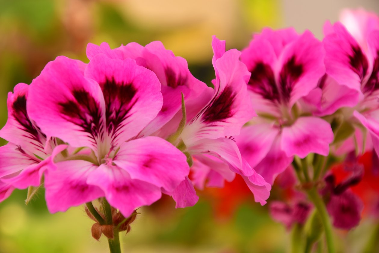 Rosas fotografadas contra um fundo suave, natural e artístico. de Albert Mansour
