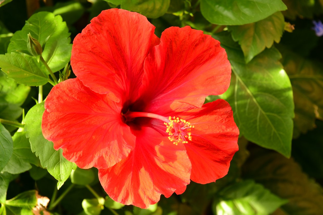 Rosas fotografadas contra um fundo suave, natural e artístico. de Albert Mansour