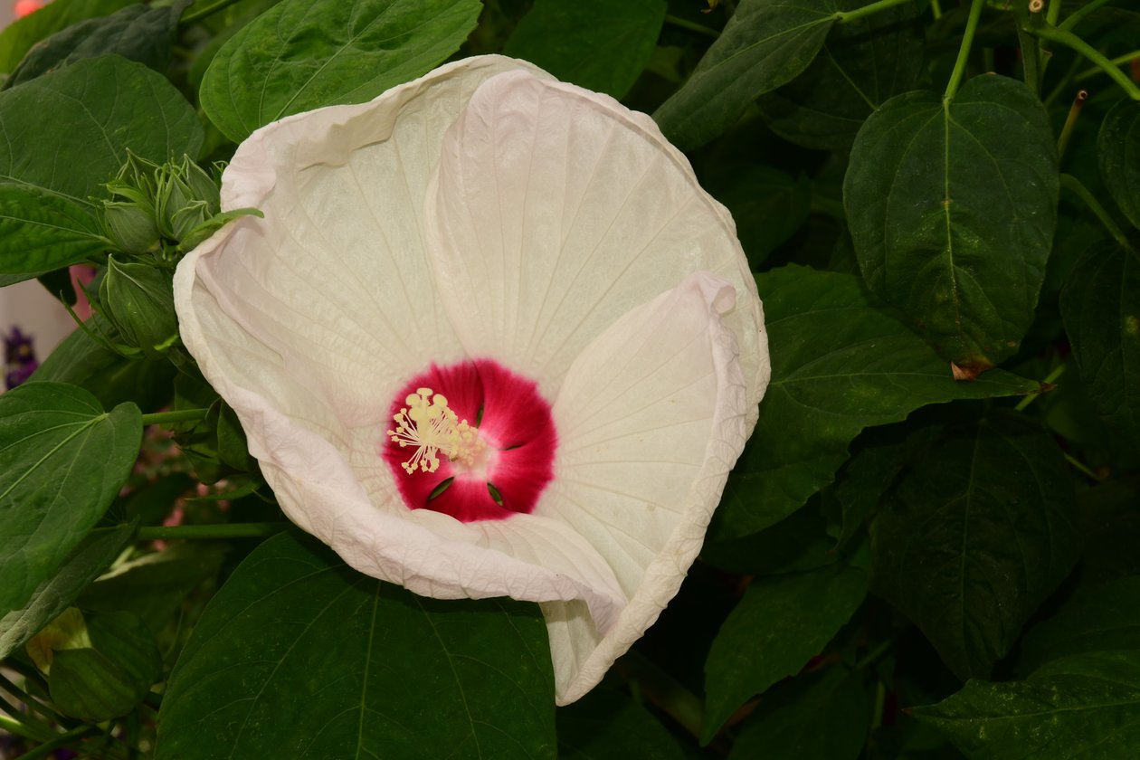 Rosas fotografadas contra um fundo suave, natural e artístico. de Albert Mansour