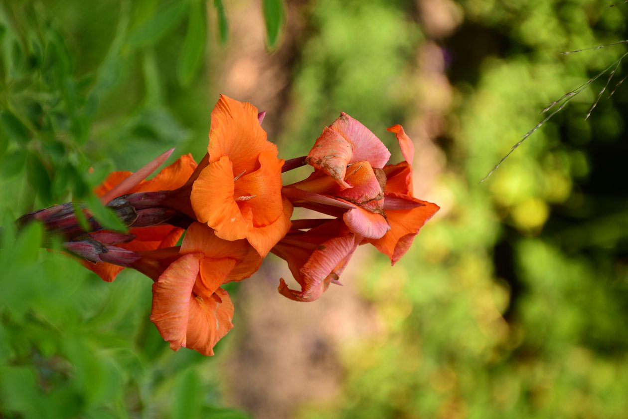Rosas fotografadas contra um fundo suave, natural e artístico. de Albert Mansour