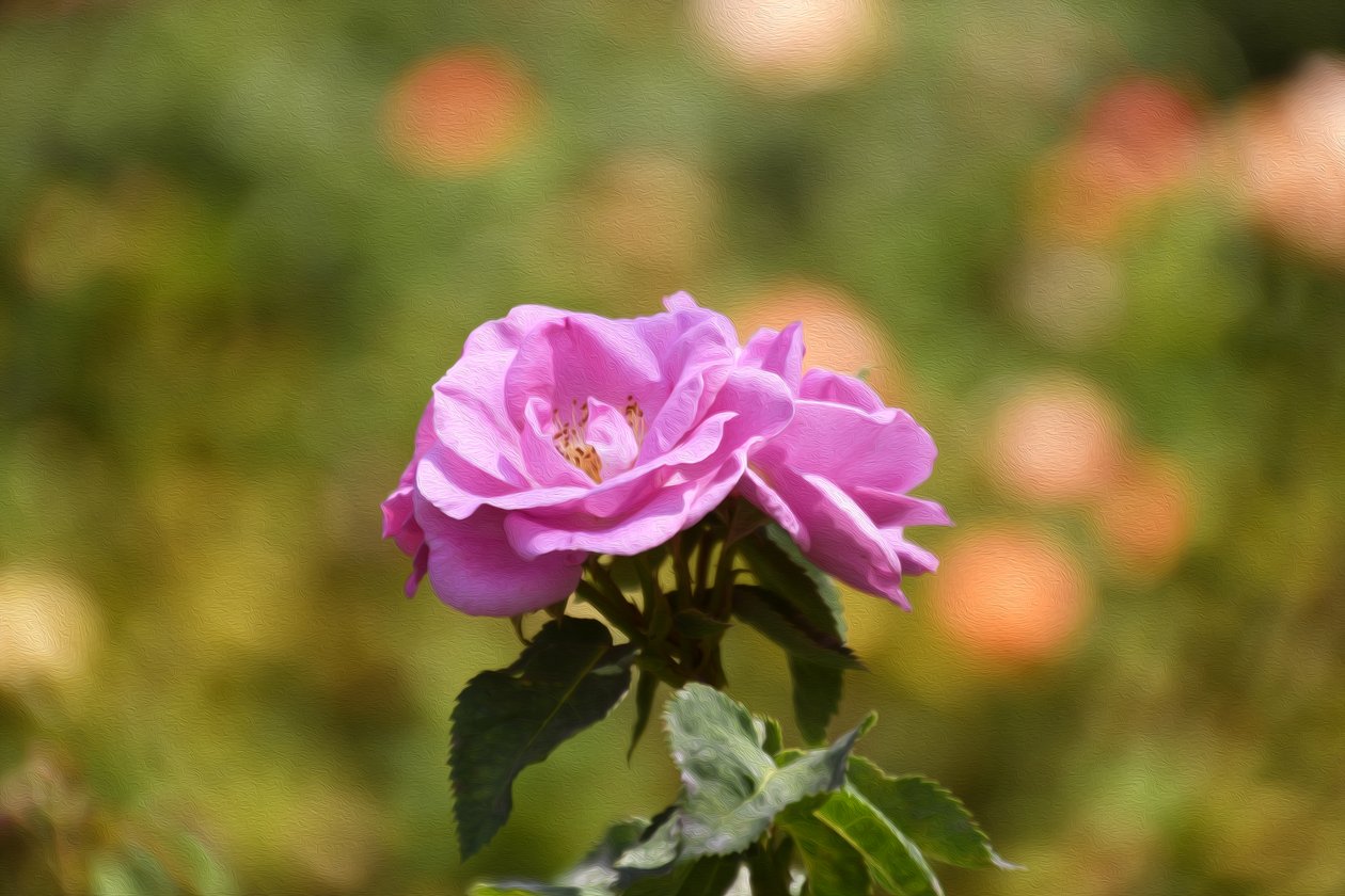  de Albert Mansour