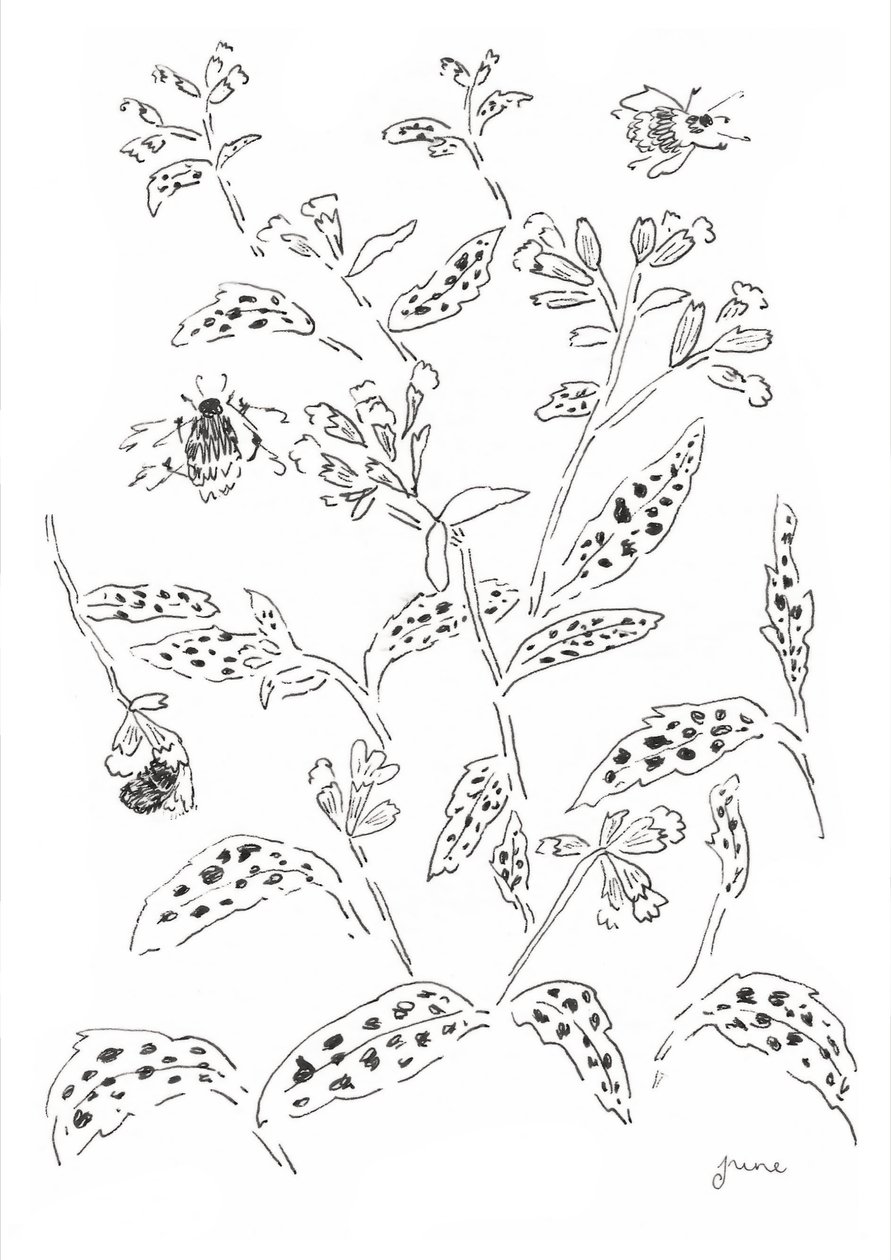 Estudo sobre abelhões e flores silvestres de june art