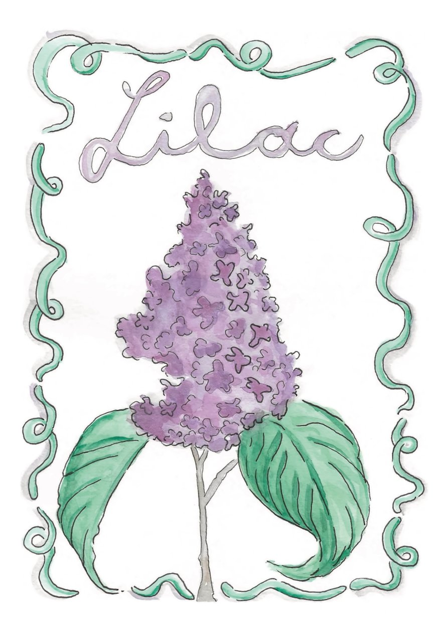 Lilás de june art