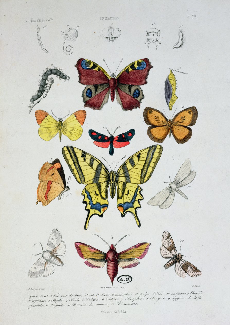 Várias borboletas, do Dicionário Elementar de História Natural, gravado por Felix, 1842 de A. Baron