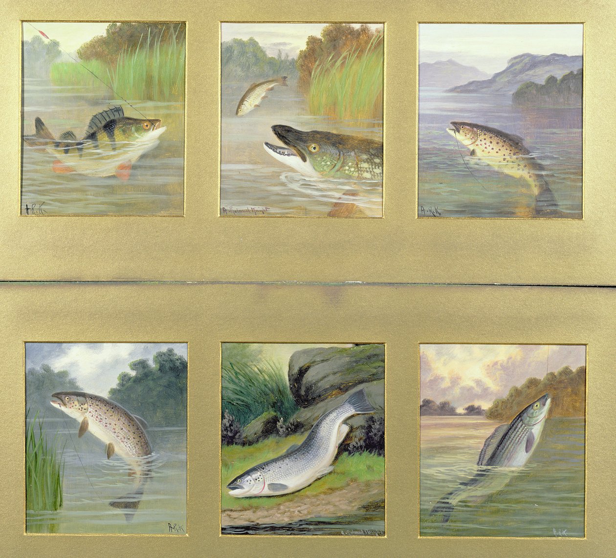 Seleção de pinturas de peixe de A. Roland Knight