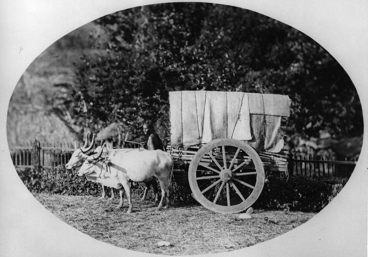 Boi-carro indiano, c.1886 (foto do bw) de A. T. W. Penn