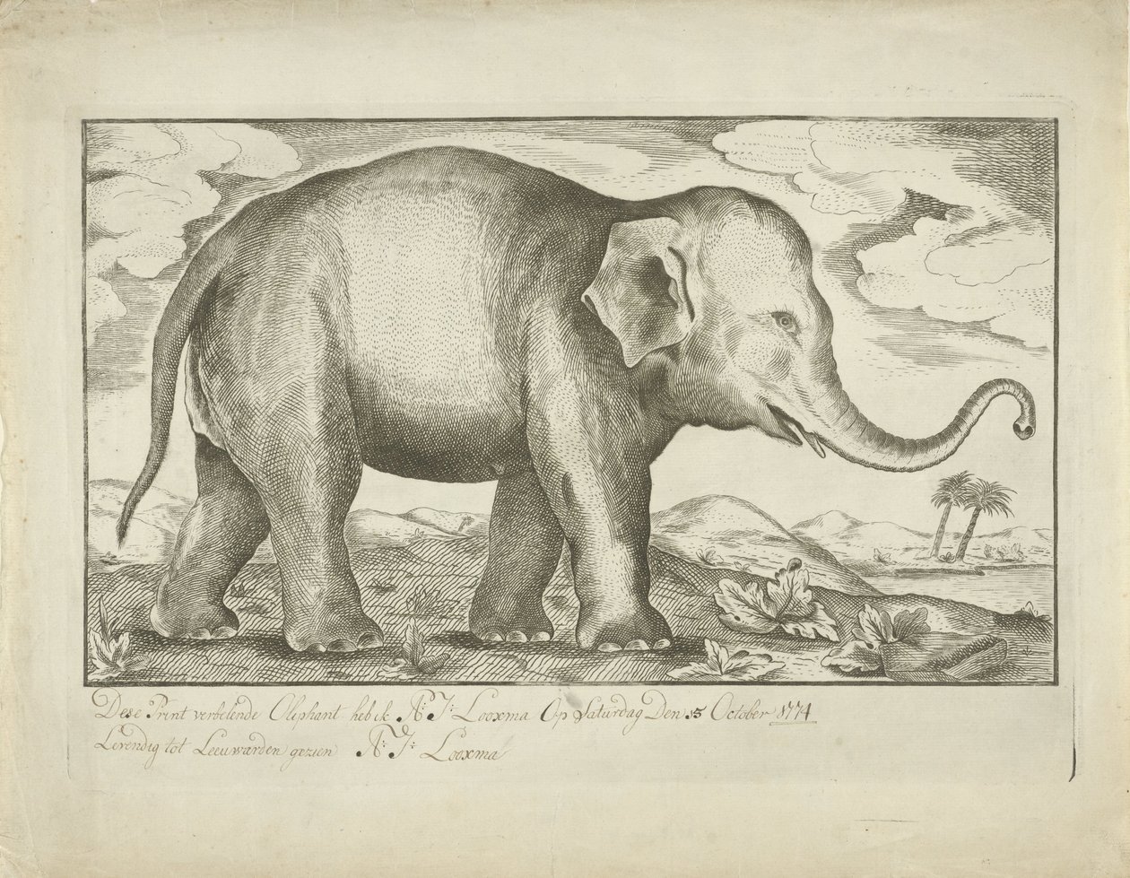 Elefante de A.J. Looxma