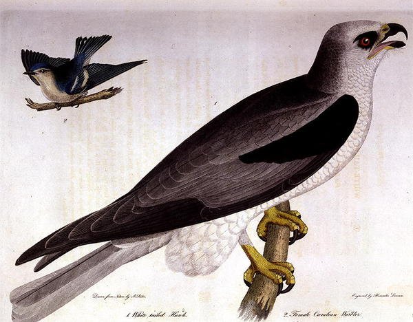 Falcão-cauda-branca e Fêmea Caerulean Warbler, gravada por Alexander Lanson (gravura colorida) de A. (after) Rider