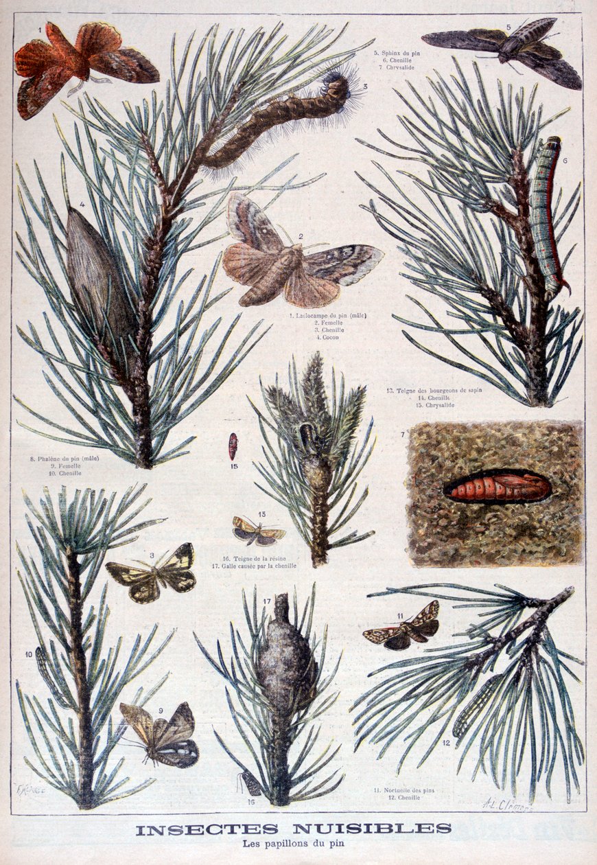 Insetos nocivos: borboletas e mariposas que danificam pinheiros, 1897 de A Clement