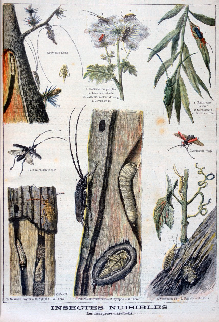 Insetos nocivos que são destrutivos para as florestas, 1897 de A Clement