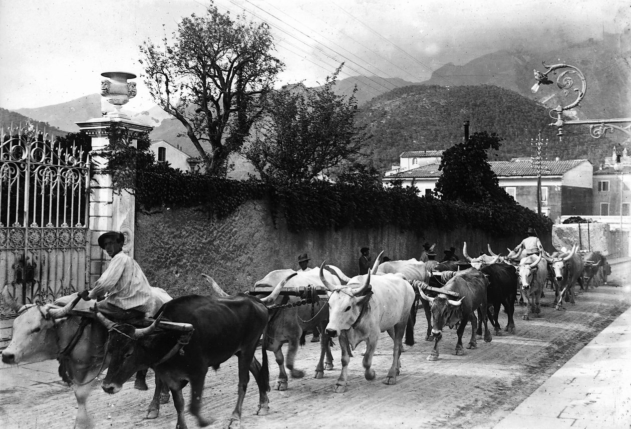 Alguns bois usados para o transporte de mármore das pedreiras apuanas são feitos para caminhar por uma estrada em Carrara (foto a p/b) de A. Corsini