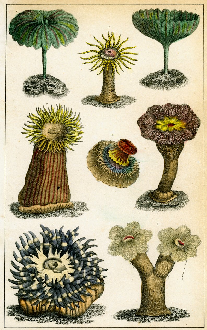Anêmonas do mar, século 19. de A Fullarton and Co