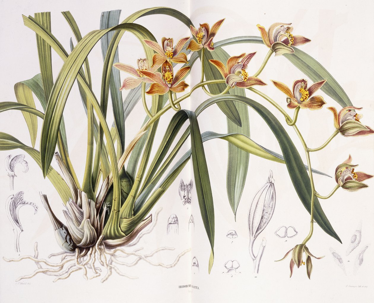 Iridorchis gigante, 1867 de A. J. Wendel