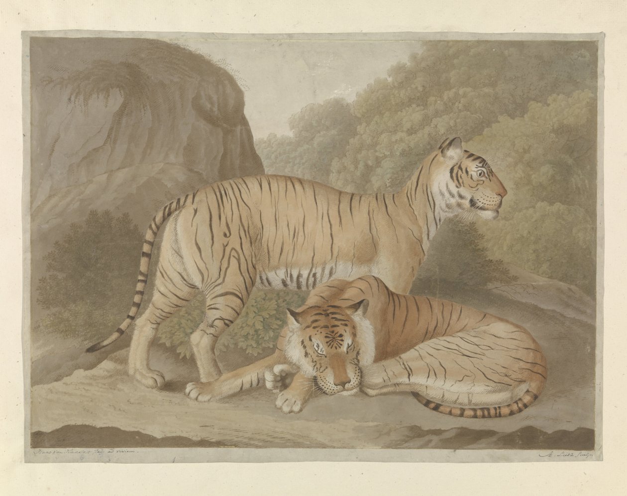 Dois tigres em uma paisagem de A. Lutz