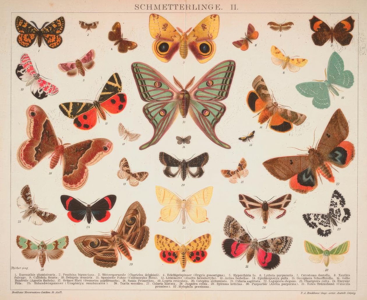 Borboletas. II de A. Reichert