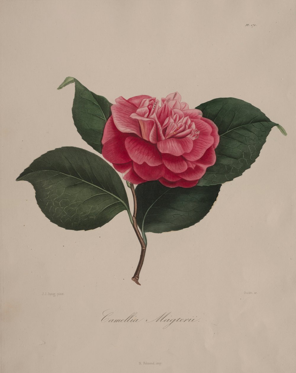 Iconografia do gênero camélia: No. 171, 1839-1843. de Abbé Laurent Berlèse