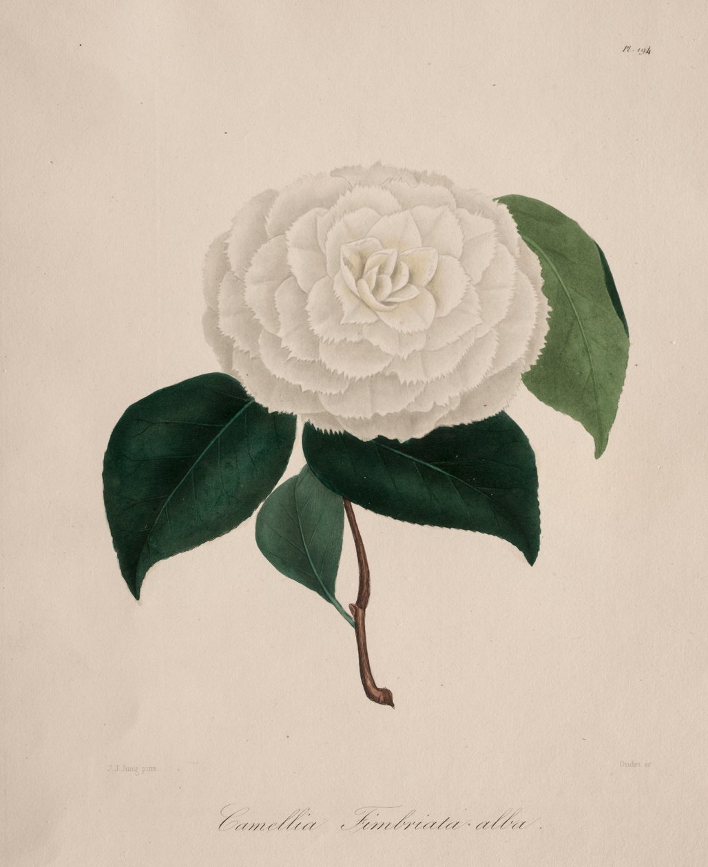 Iconografia do gênero camélia: No. 194 de Abbé Laurent Berlèse