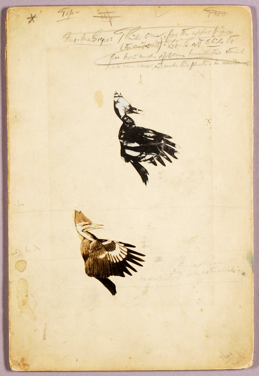 2 Stencils de Rush, pasta de estudo para o livro Concealing Coloration in the Animal Kingdom de Abbott Handerson Thayer