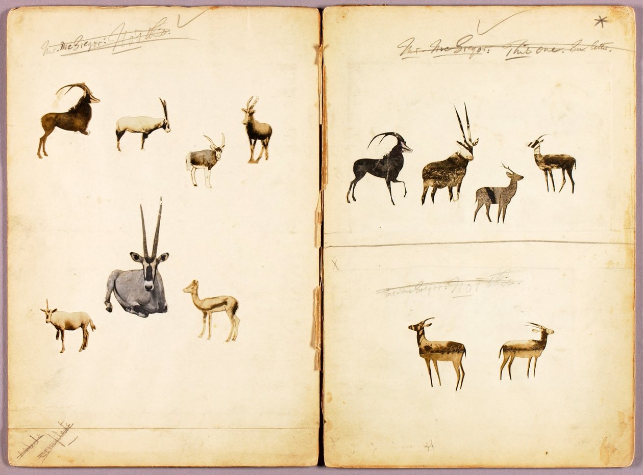 Antílopes, dossier de estudo para o livro Concealing Coloration in the Animal Kingdom de Abbott Handerson Thayer