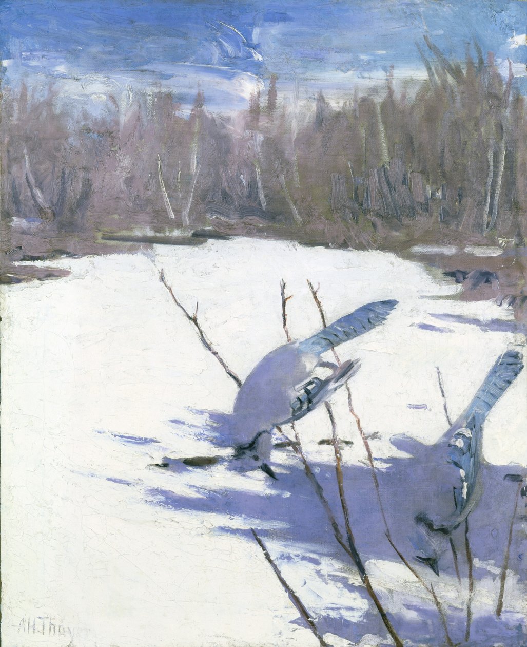 Gaios azuis no inverno, estudo para o livro Concealing Coloration in the Animal Kingdom de Abbott Handerson Thayer