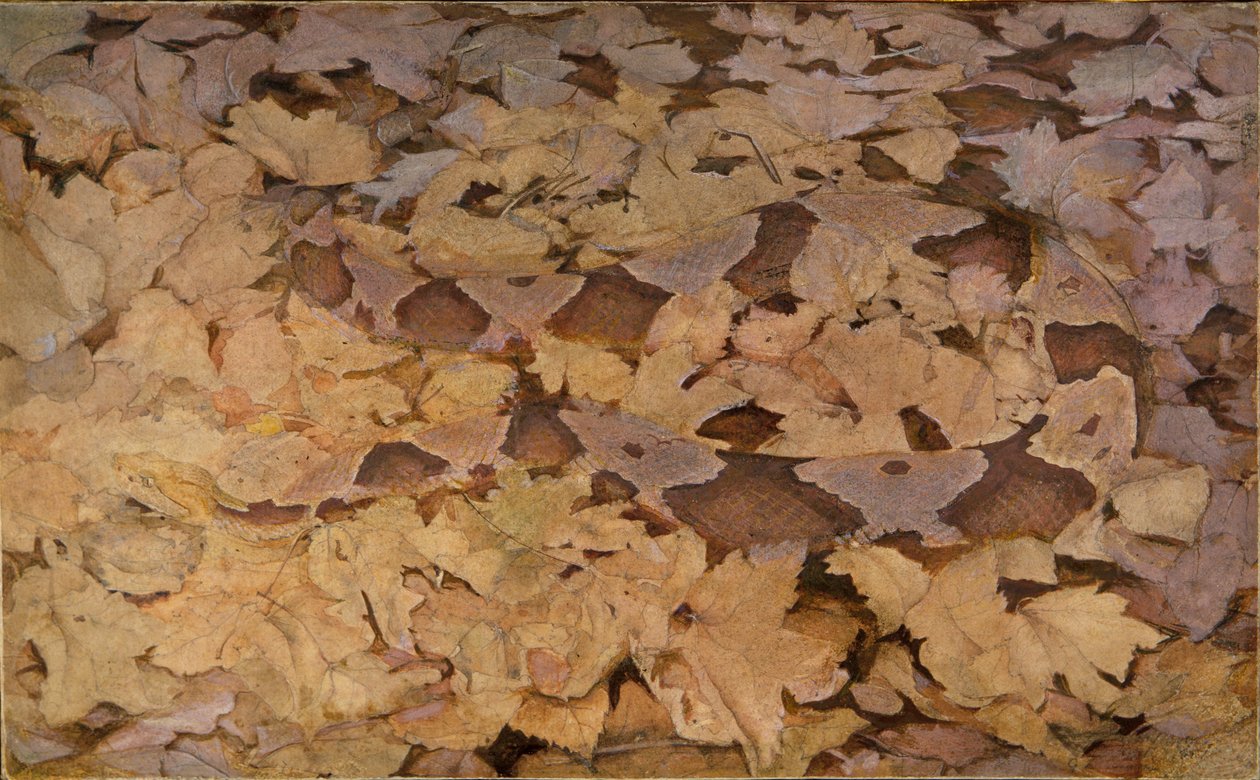 Copperhead Snake on Dead Leaves, estudo para o livro Concealing Coloration in the Animal Kingdom. de Abbott Handerson Thayer