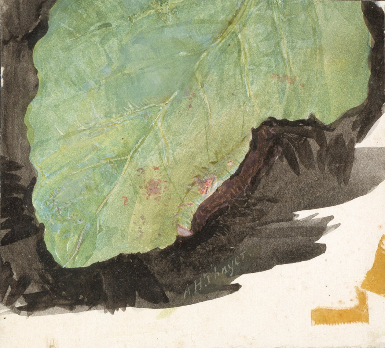 Heterocampa Biundata, Walker, estudo para o livro Concealing Coloration in the Animal Kingdom, s.d. de Abbott Handerson Thayer