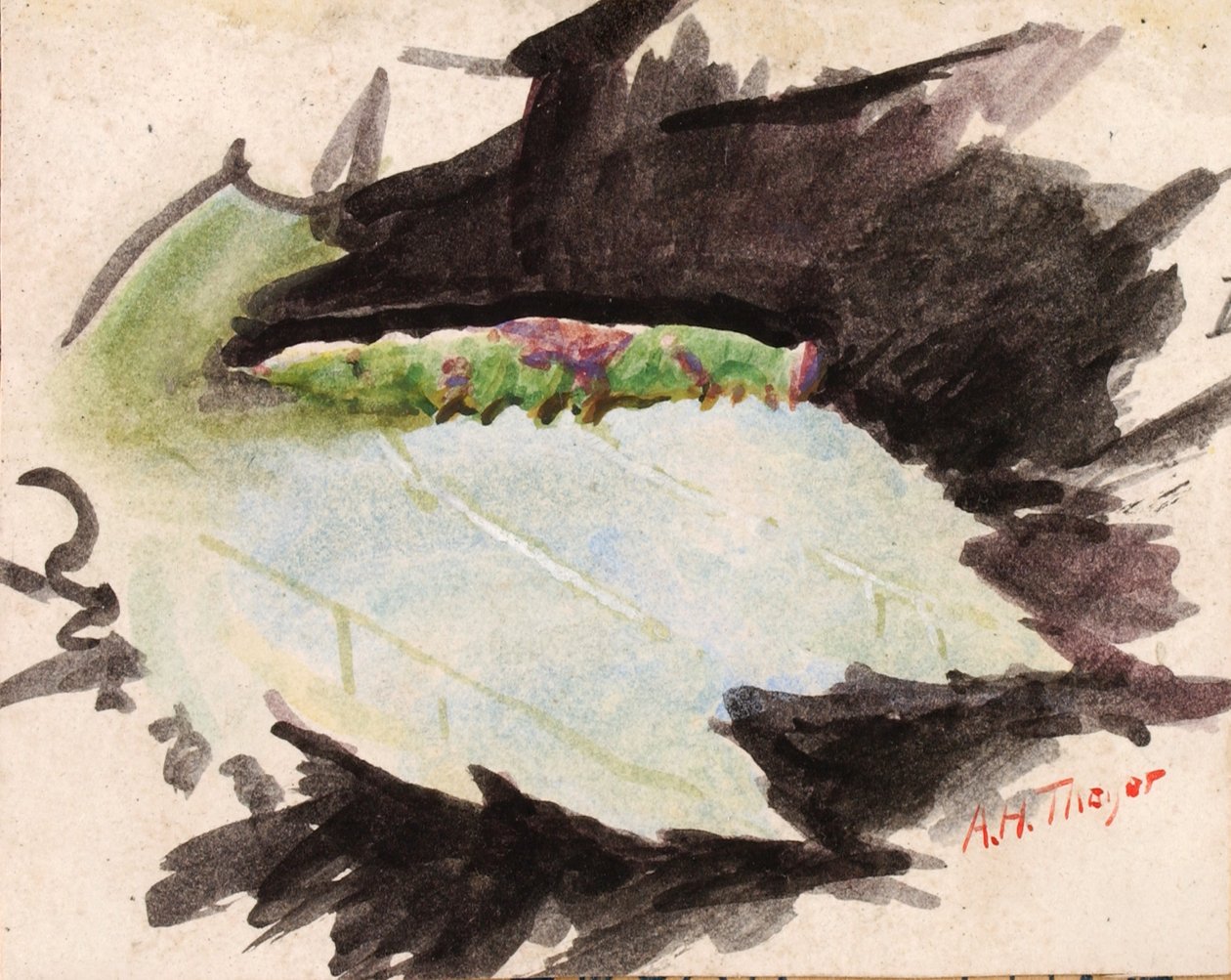 Heterocampa Biundata, Walker, estudo para o livro Concealing Coloration in the Animal Kingdom, s.d. de Abbott Handerson Thayer