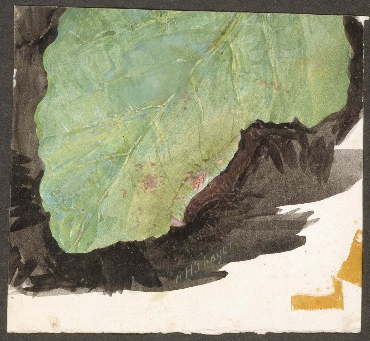 Heterocampa Biundata, Walker, estudo para o livro Concealing Coloration in the Animal Kingdom de Abbott Handerson Thayer
