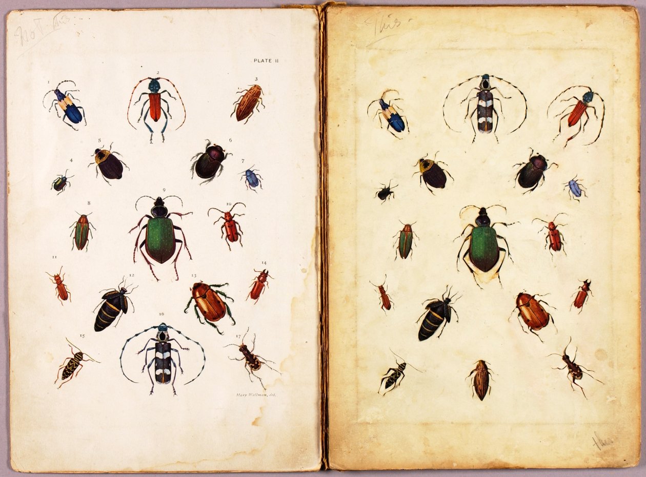INSETOS — Besouros coloridos, paisagem, pasta de estudo para o livro «Concealing Coloration in the Animal Kingdom» de Abbott Handerson Thayer