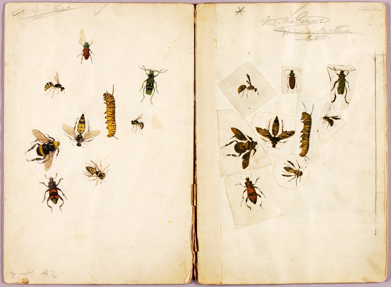 Insetos - coloridos, pasta de estudos para o livro Concealing Coloration in the Animal Kingdom de Abbott Handerson Thayer