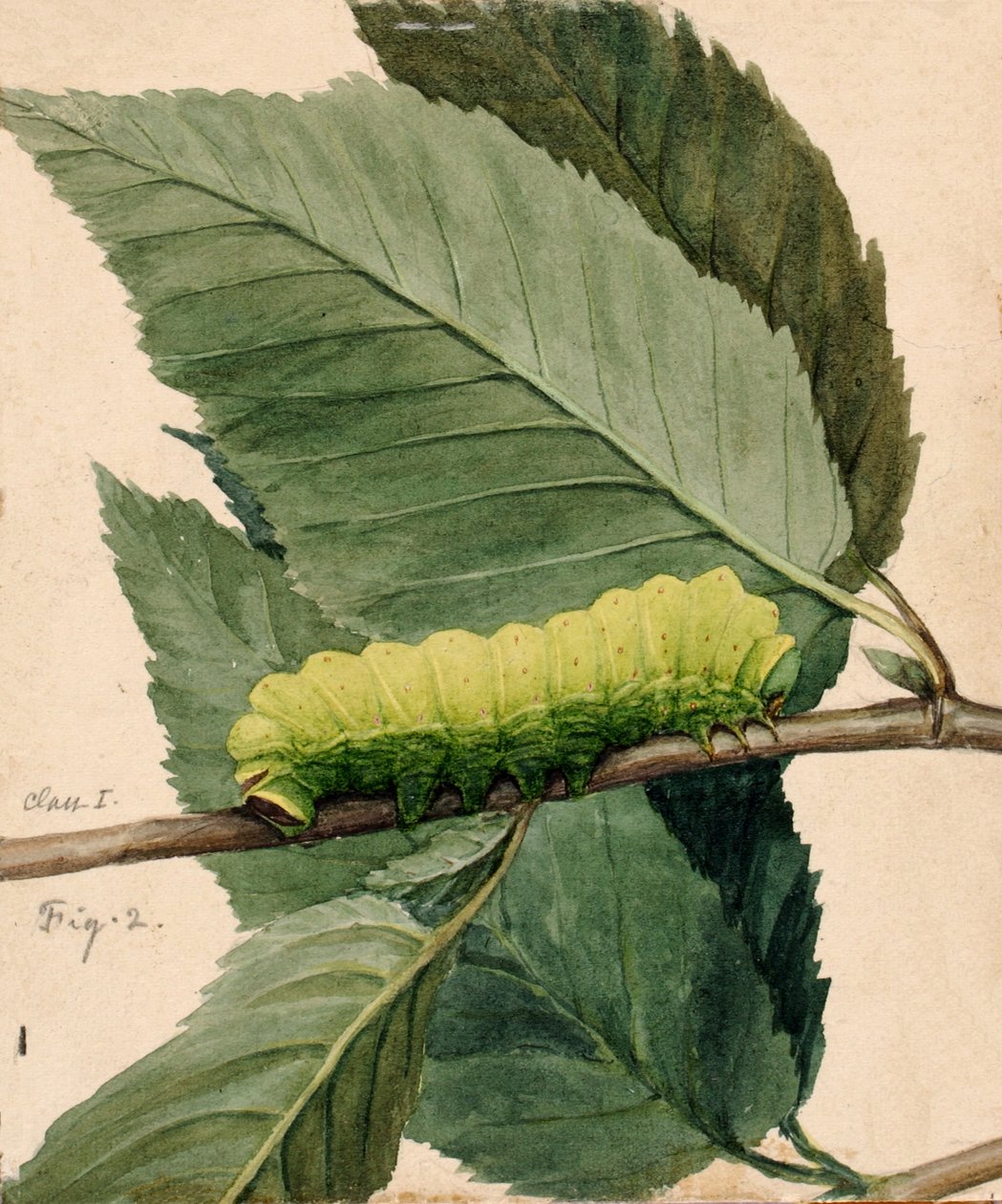 Lunar Caterpillar, estudo para o livro Concealing Coloration in the Animal Kingdom, s.d. de Abbott Handerson Thayer