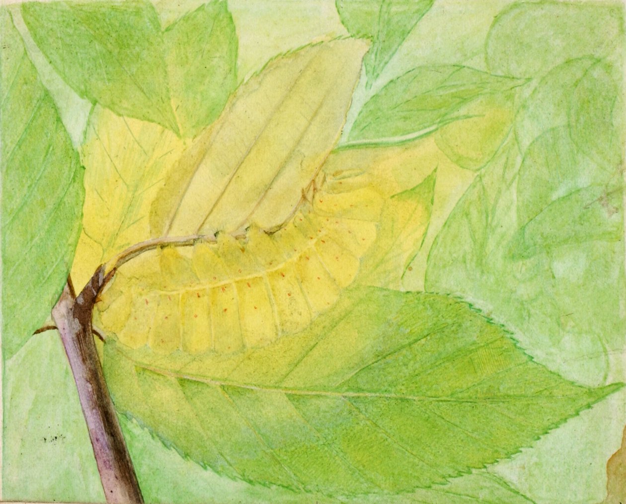Lunar Caterpillar, estudo para o livro Concealing Coloration in the Animal Kingdom, s.d. de Abbott Handerson Thayer