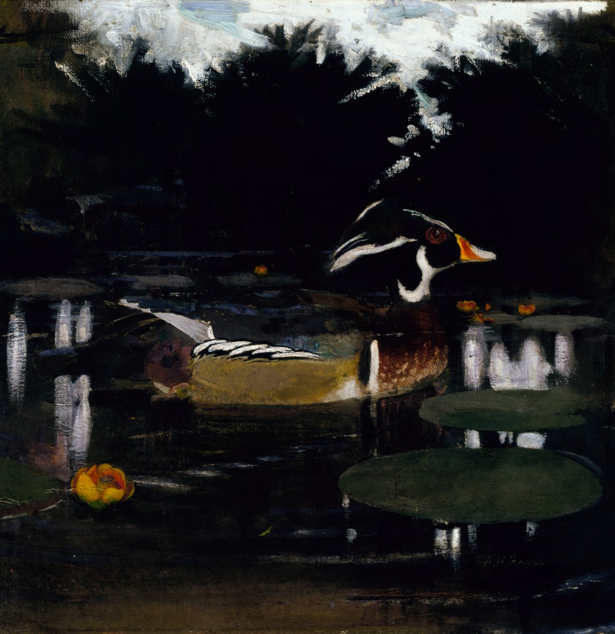Pato de madeira macho em uma piscina da floresta, estudo para o livro Concealing Coloration in the Animal Kingdom, c1905-1 de Abbott Handerson Thayer